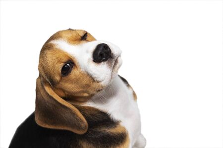 Closeup portrait photo of adorable Beagle puppy on light background.の写真素材