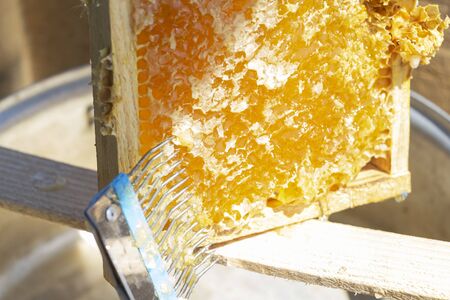 Honey Harvest - collecting honey from honeycombs. natural honey drippingの写真素材