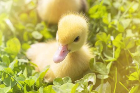 Head of a cute little newborn yellow duckling in green grass. A newly hatched duckling.の写真素材