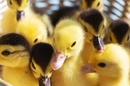 cute little ducklings in a wicker basket on a Sunny dayの写真素材