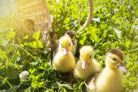 cute little ducklings in a wicker basket on a Sunny dayの写真素材