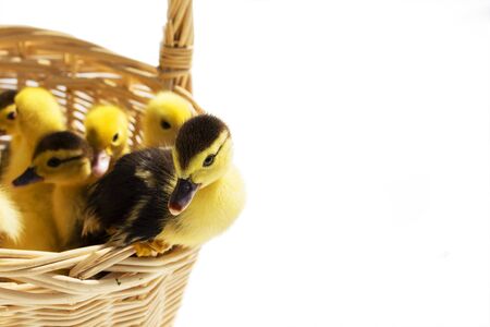 cute little ducklings in a wicker basket on a Sunny day.の写真素材