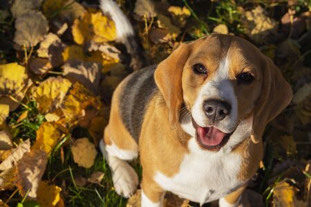 dog breed Beagle in the autumn forest on a Sunny dayの写真素材