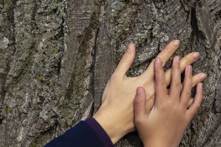 Two hands on a background of tree bark.