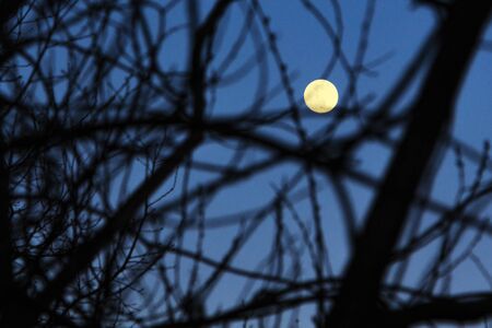 The moon shines through the branches. Front blur focus moonの写真素材