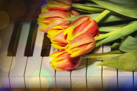 Tulips on the piano. The concept of romantic music and melodiesの写真素材