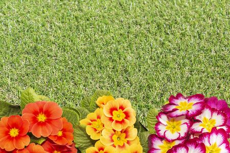 primroses are the first flowers that bloom in early spring, the place for the inscription. gift.の写真素材