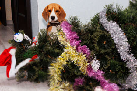 A beautiful Beagle dog sits near a fallen Christmas tree.の写真素材