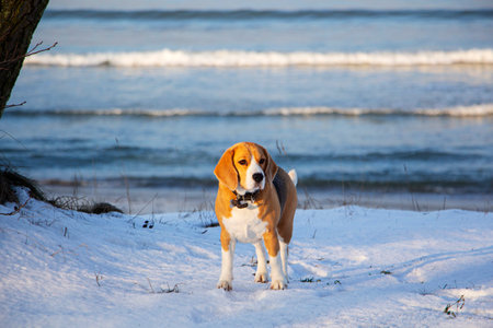 the beagle sits in the winter snow and looks into the distance.の写真素材
