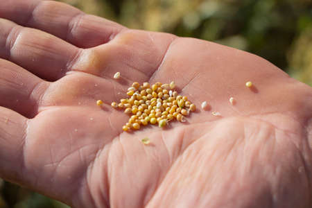 Ripe millet crops in the fields in the hands of a farmer.の写真素材