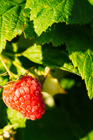 Close-up of a ripe raspberry berry close-up, in the garden.