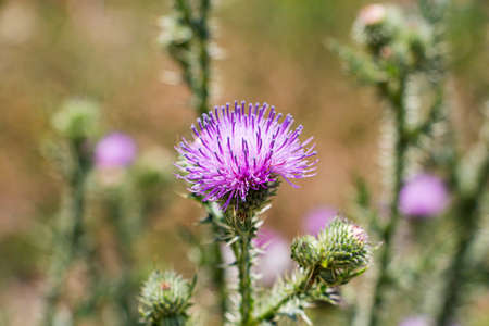 A blooming thistle with pink flowers, in a blooming fieldの写真素材