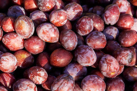 close-up of fresh plums, top view, agrotourism, healthy food