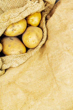 Harvest of fresh large potatoes in a bag. Food productsの写真素材