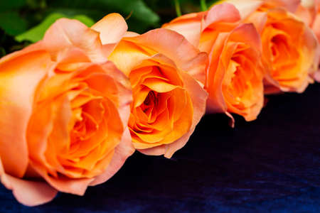 Background for Valentines Day, March eighth, mothers Day, with pink roses. with space to copyの写真素材