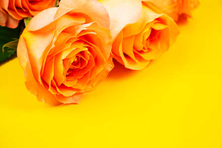 Background for Valentine's Day, March eighth, mother's Day, with pink roses. with space to copy.の写真素材