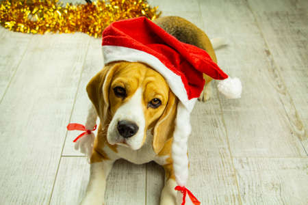 A beautiful beagle dog, in New Years decoration, is sitting in anticipation of the holiday.の写真素材