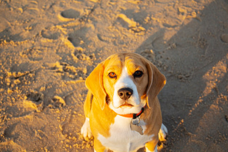 Photo of a pedigreed beagle dog with a collar sitting on the sand by the sea in the morning.の写真素材
