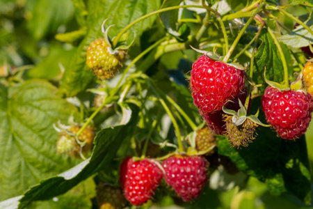 Close-up of a ripe raspberry berry close-up, in the garden