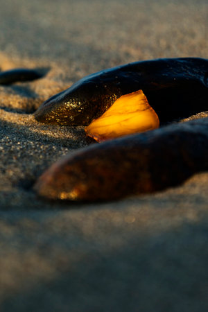 A beautiful piece of amber lies on the warm sand of the beachの写真素材