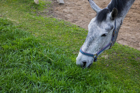 A close-up of a gray horse grazing serenely on lush green grass. The tranquil scene captures the beauty of nature and the elegance of the animal.の写真素材