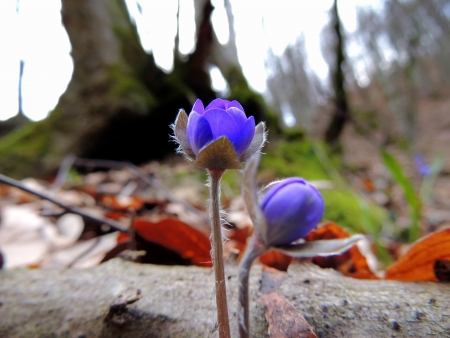 A close up with a blue spring flower in a forestの写真素材