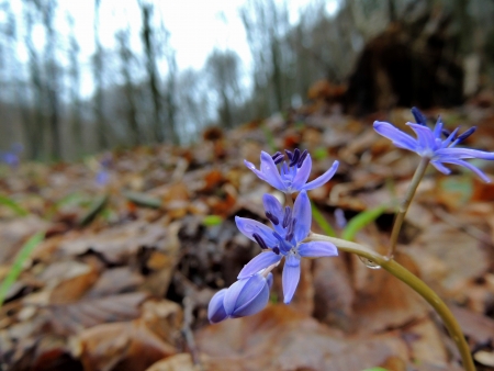 A close up with a blue spring flower in a forestの写真素材