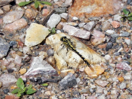 A crab sun bathing on a rock near the waterの写真素材