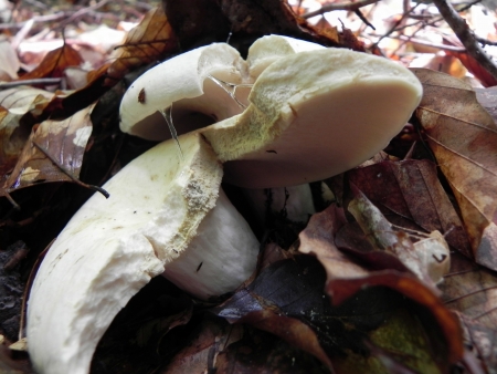 Close up with a white mushroom in the forestの写真素材