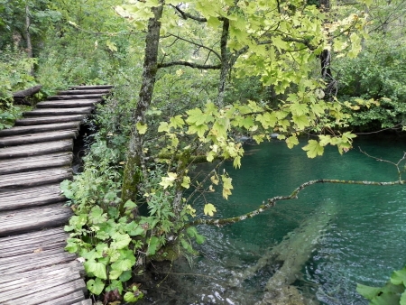 A splendid lake with a tree under water in Plitvice Croatiaの写真素材