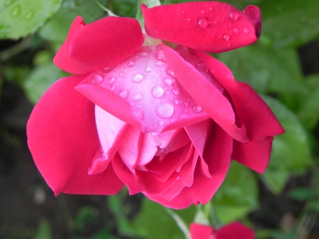 A close up with a red rose with water drops on itの写真素材