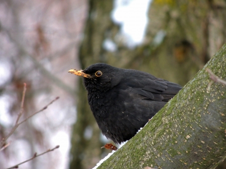 Close up with a European blackbird in the forestの写真素材