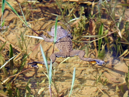 Close up whith a frog in the waterの写真素材