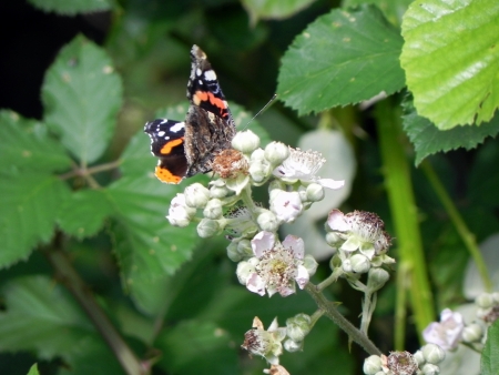 Close up with a butterfly on a white flowerの写真素材