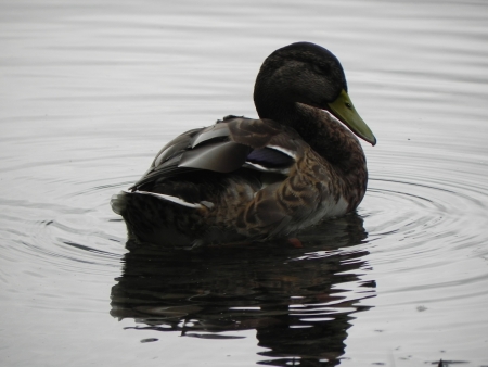 Close up with a duck resting in the waterの写真素材