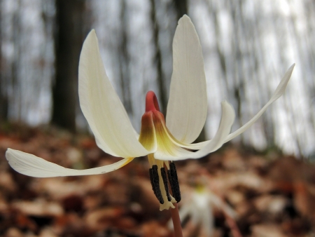 A close up with a white spring flower in a forestの写真素材