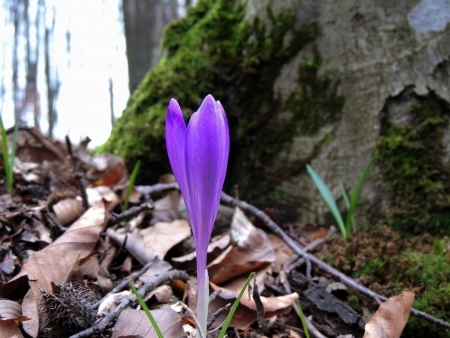 A close up with a blue spring flower in a forestの写真素材
