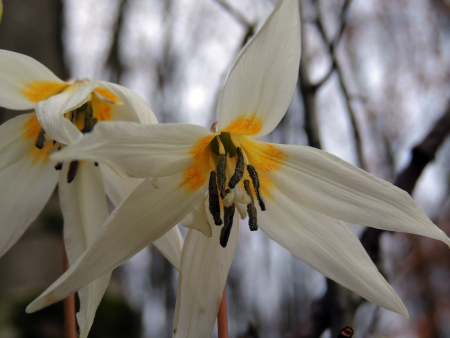 A close up with a white spring flower in a forestの写真素材