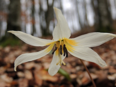 A close up with a white spring flower in a forestの写真素材