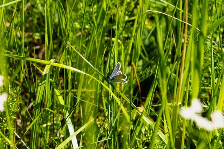 A little butterfly with beautiful wings sits on the grass. The photo was taken in the city boron of Chelyabinsk, Russia.の写真素材