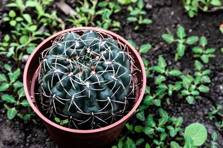 Exotic cactus with unusual needles grows in a flower pot, a view from above. The photo was taken at...