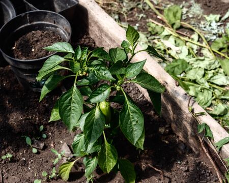 The pepper bush grows on a bed in a greenhouse. The photo was taken at a cottage in Chelyabinsk, Russia.の写真素材