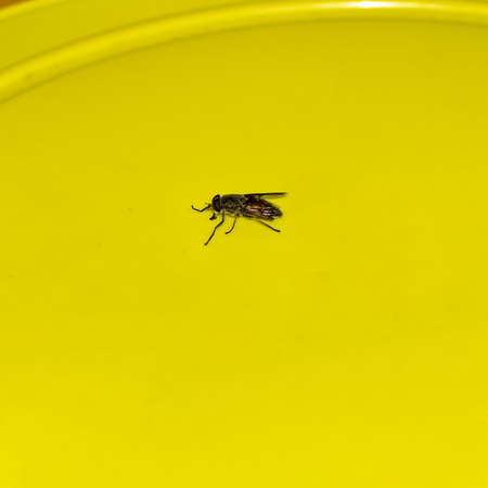 An insect with a broken wing on a green background close-up. Photo taken near Lake Uvilda,...