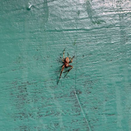 Spider with a pattern on the back close-up. Photo taken near Lake Uvilda, Chelyabinsk region, Russia.の写真素材
