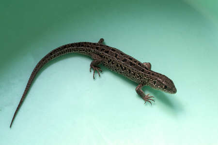 A small close-up lizard. Photo taken near Lake Uvilda, Chelyabinsk region, Russia.