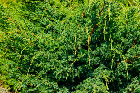 A beautiful green plant with unusual needle leaves. Photo taken in Chelyabinsk, Russia.の写真素材