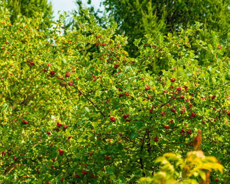 Bright red fruit on a green tree. Photo taken in Chelyabinsk, Russia.