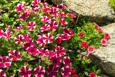 Beautiful flowers with white-pink petals grow among the stones. Photo taken in Chelyabinsk, Russia.の写真素材