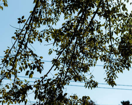 Green tree branches against the blue sky.
