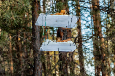 Bird feeder close-up on the background of trees.の写真素材